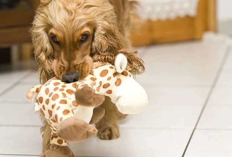 speelgoed voor de hond