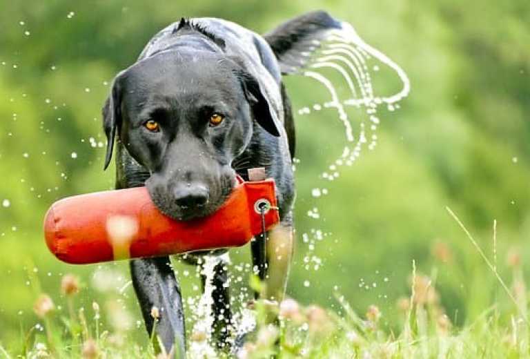 jachttraining