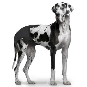 Honden loopsheidbroekje XL